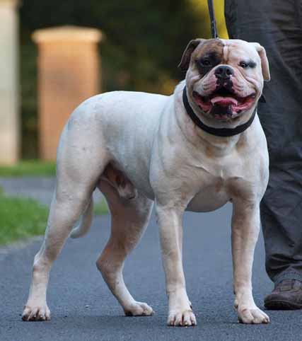 american bulldog